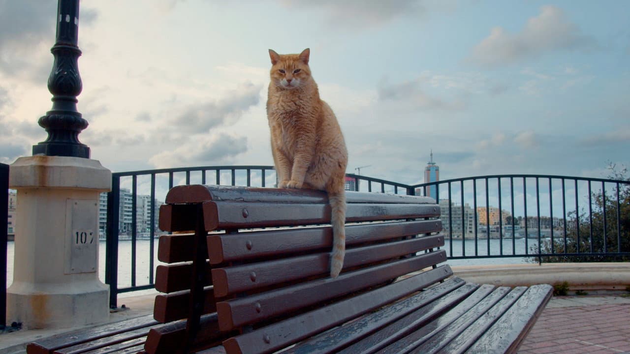 Backdrop – Cats of Malta