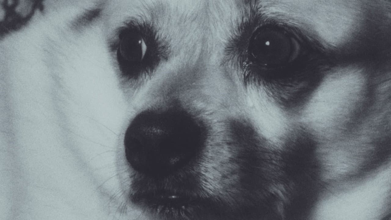 Backdrop – Adeline The Dog!