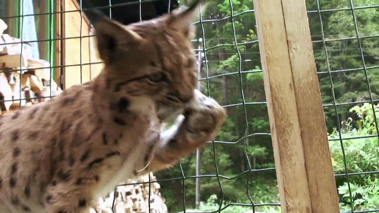Backdrop – The Lynx Liaison