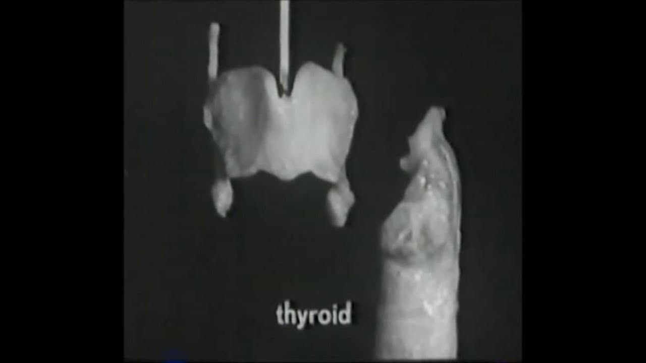 Backdrop – Voice Production: The Vibrating Larynx