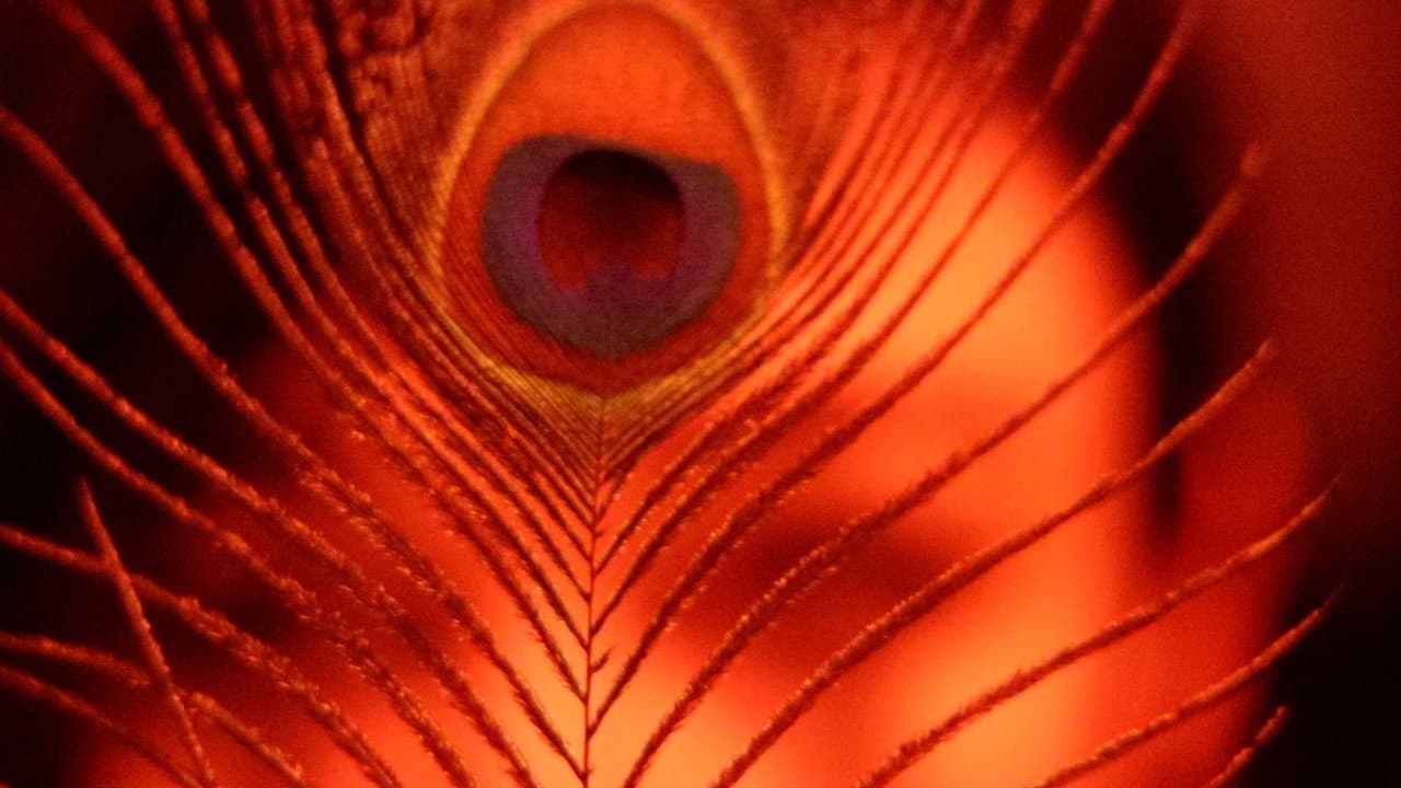 Backdrop – The Inner Demon / The Inner Angel