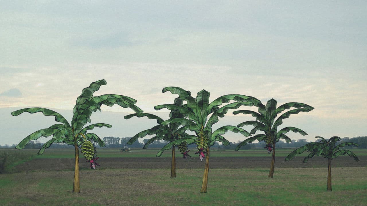 Backdrop – Von Bananenbäumen träumen