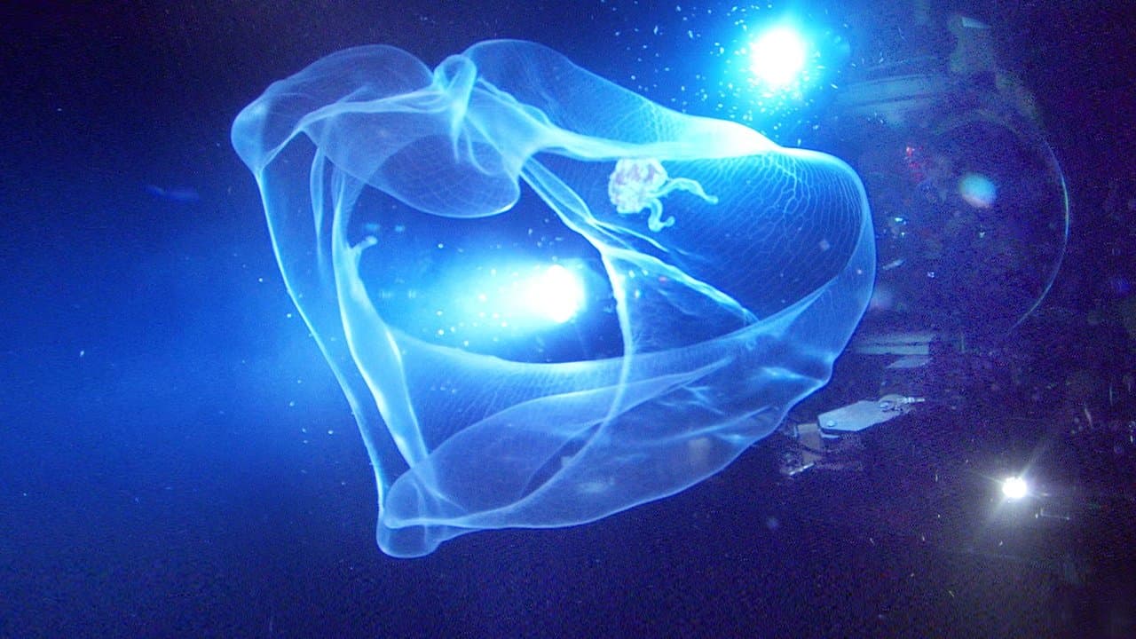 Backdrop – Aliens der Meere