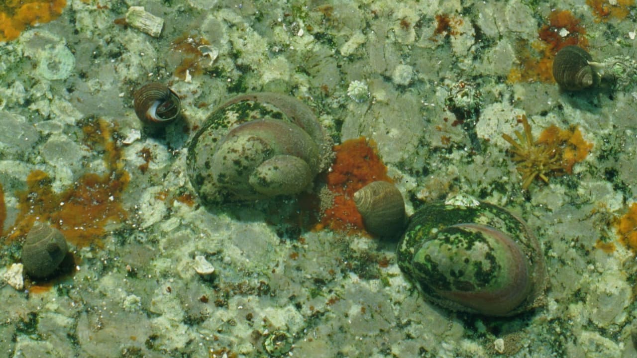 Backdrop – Tide Pools