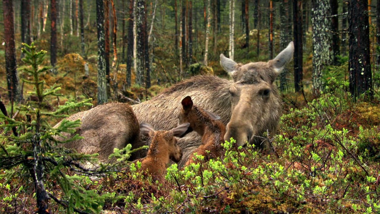 Backdrop – The Moose Movie