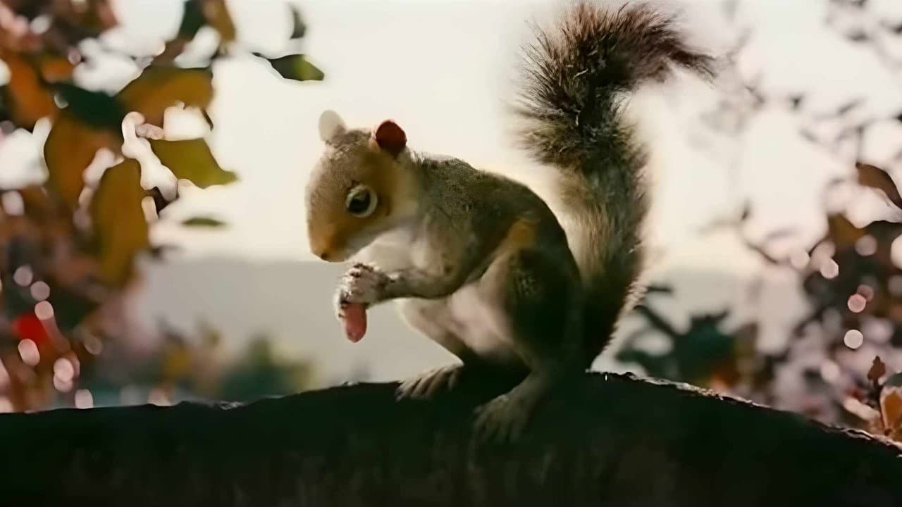 Backdrop – Squirrels