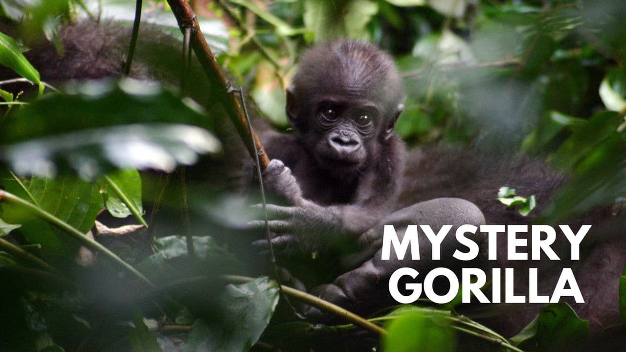Backdrop – Mystery Gorillas