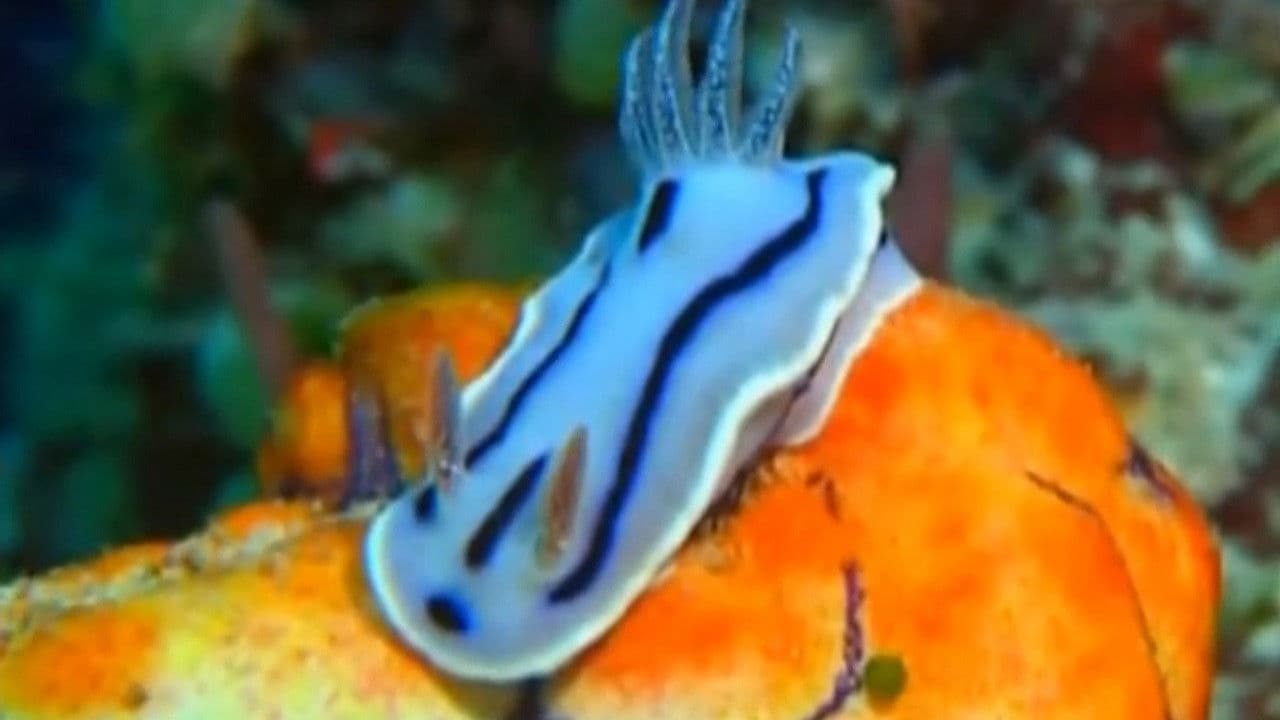 Backdrop – Impressionen unter Wasser