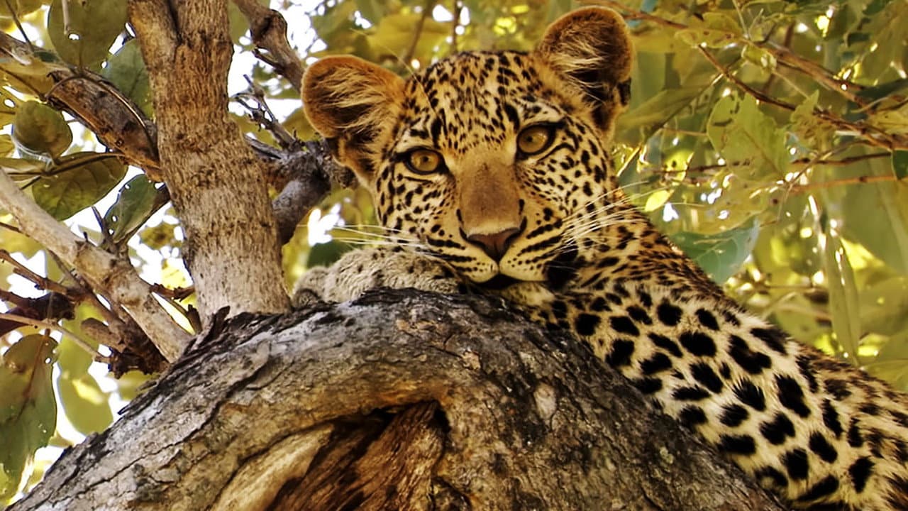 Backdrop – Eye of the Leopard