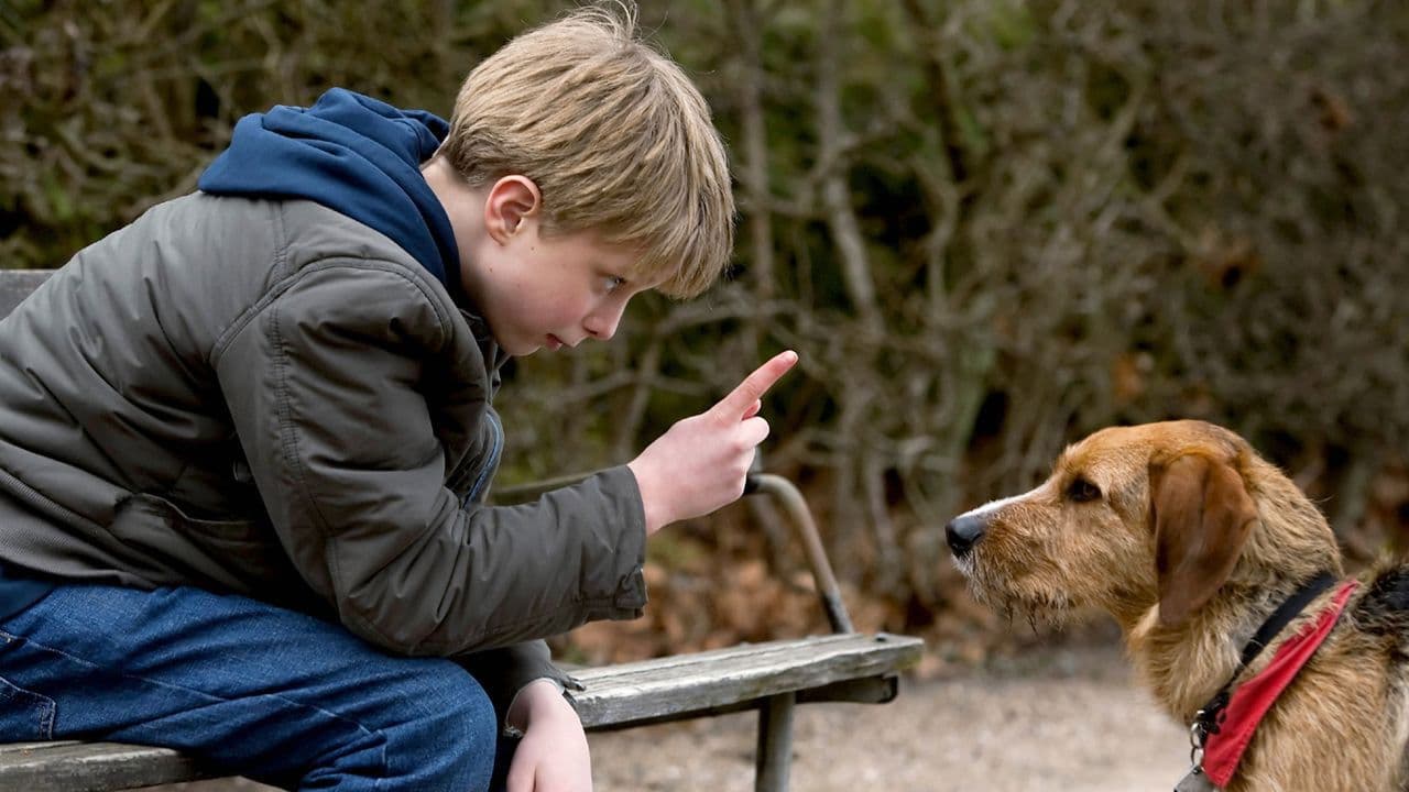 Backdrop – Storm - Sieger auf vier Pfoten