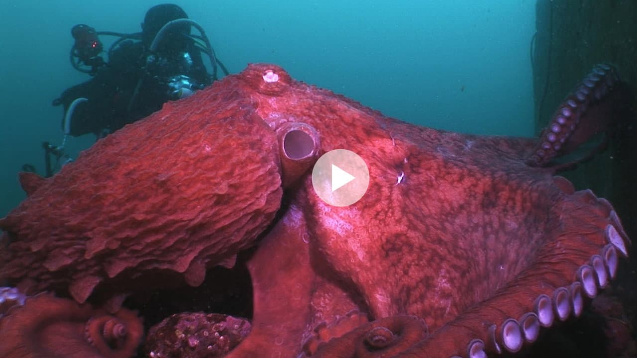 Backdrop – Animal Instincts - When Monsters Call - The Bizarre Water-World of Noto Peninsula, Japan