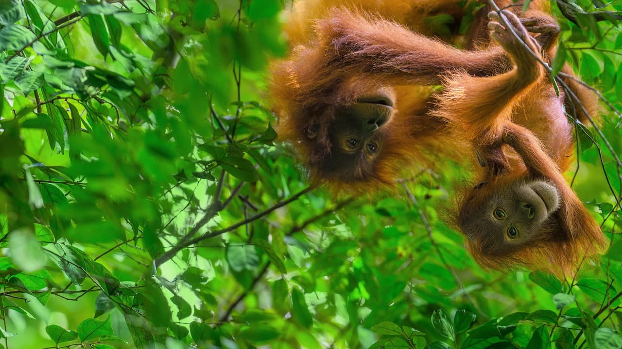 Backdrop – Orang-Utans