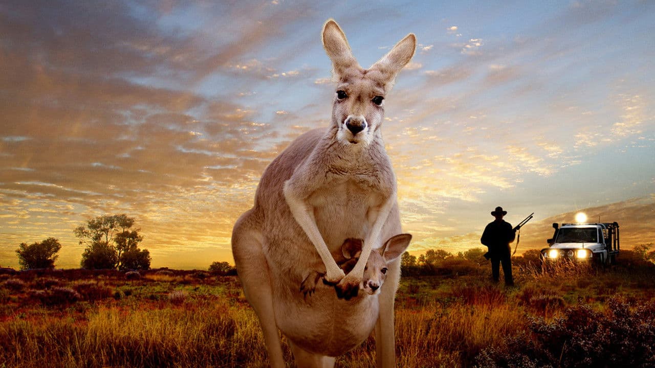 Backdrop – Kangaroo: A Love-Hate Story