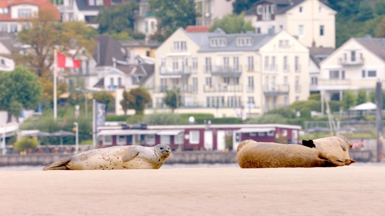 Backdrop – Hamburg Unleashed: Wildlife in the City