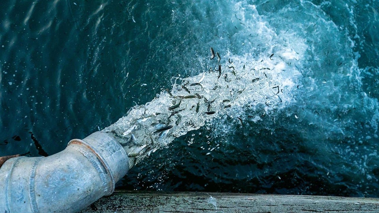 Backdrop – Artifishal