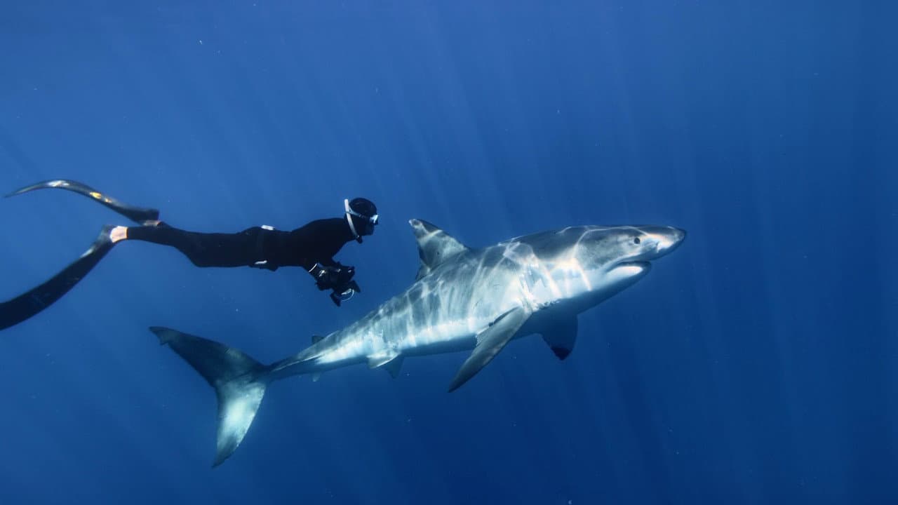 Backdrop – Great White Shark