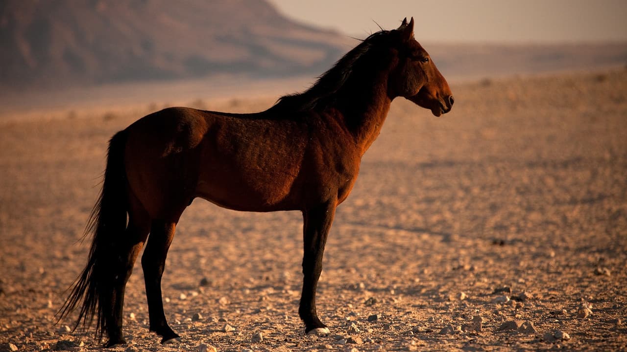 Backdrop – Afrikas Wilder Westen - Namibias Wüstenpferde