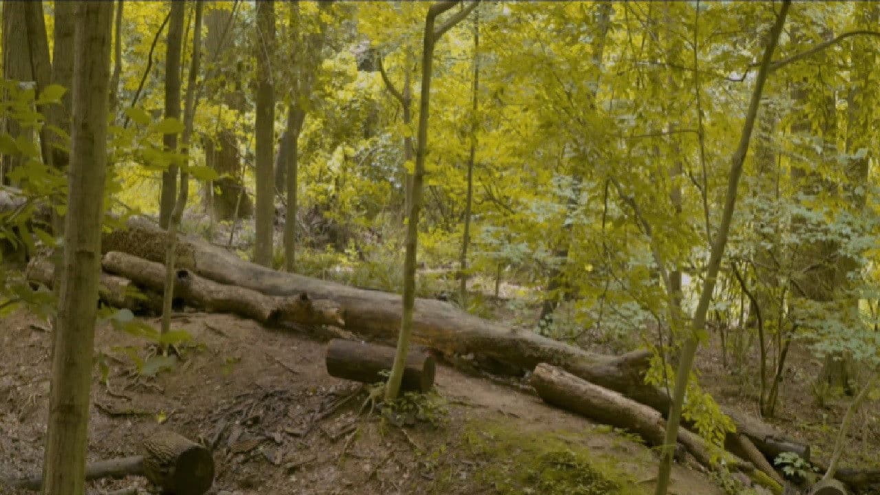 Backdrop – Eaglehood