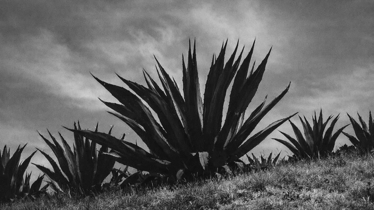Backdrop – Magueyes