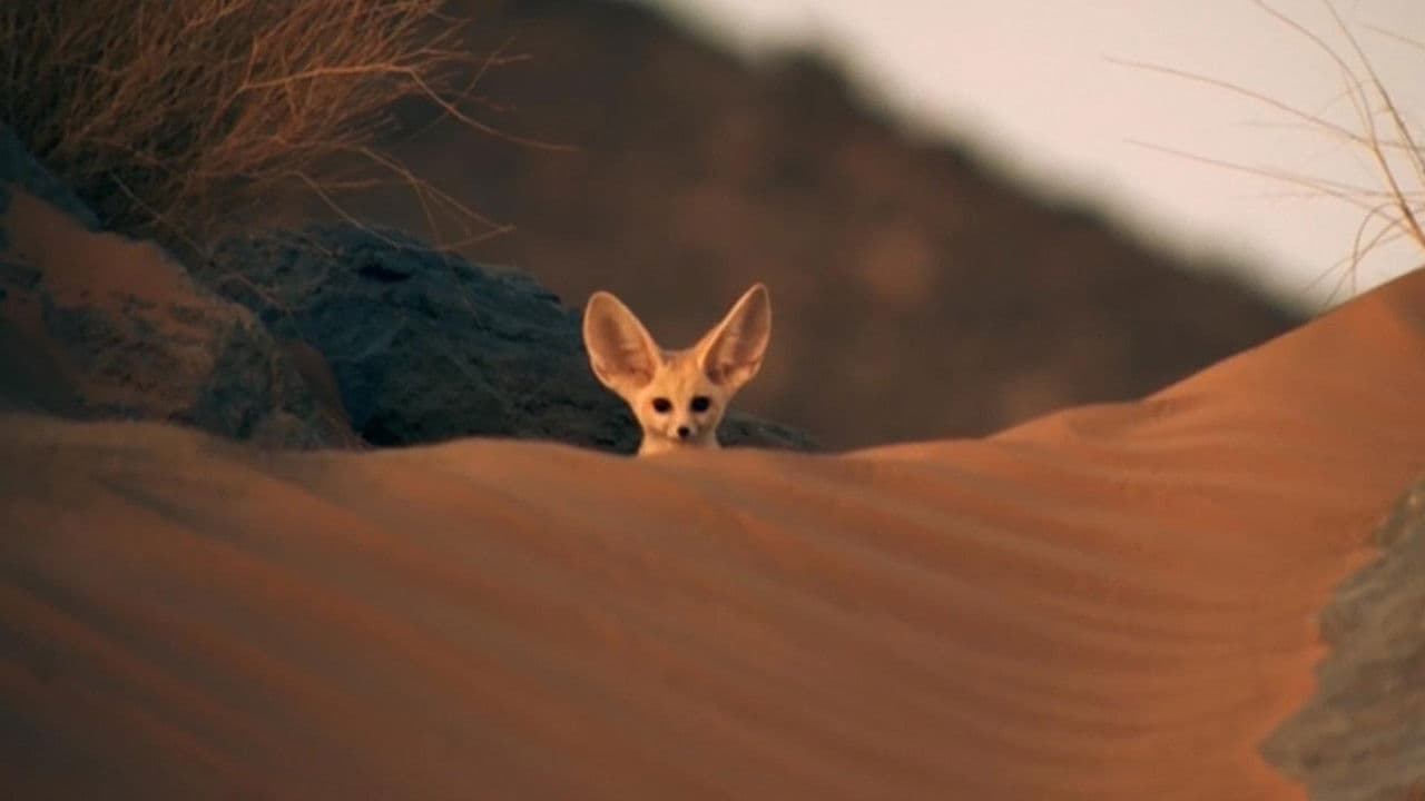 Backdrop – Super Cute Animals