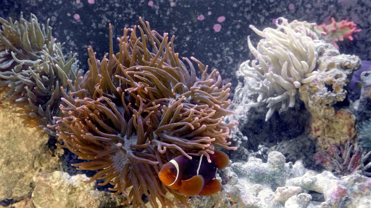 Backdrop – 3D Aquarium
