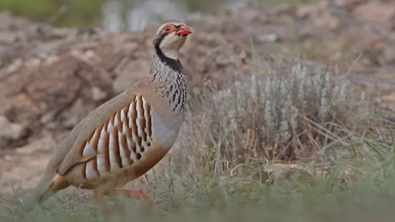 Backdrop – Prédateurs et proies - La faune de la péninsule Ibérique