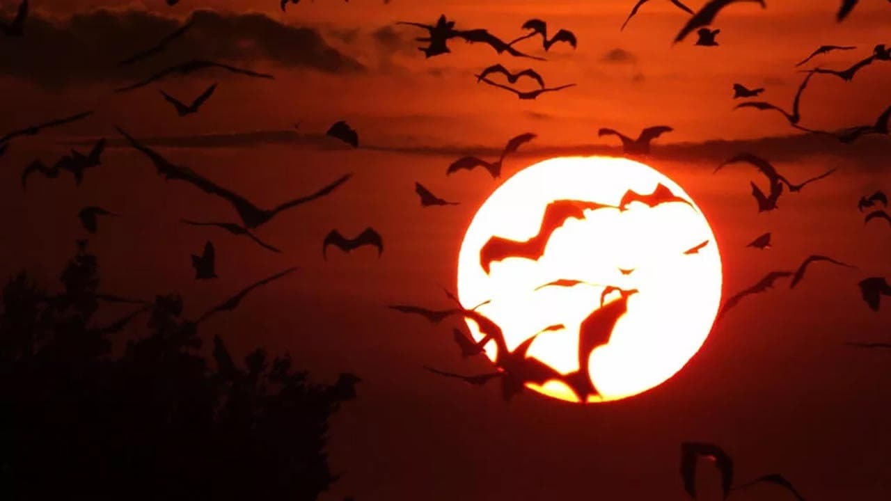 Backdrop – Incredible Bats
