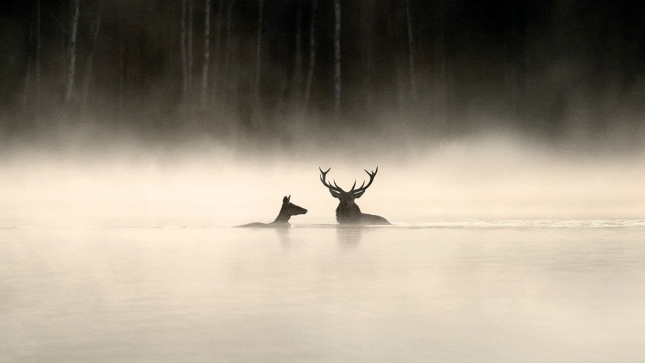 Backdrop – Das Flüstern der Wälder