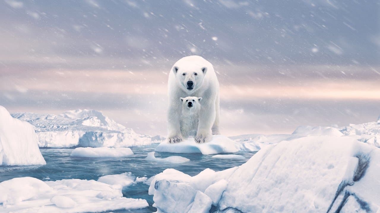 Backdrop – Eisbären