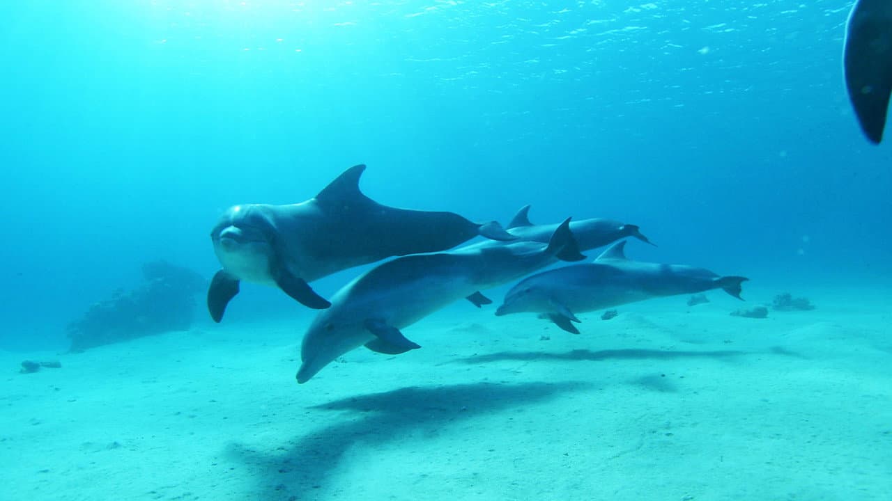 Backdrop – Dolphins in the Deep Blue Ocean