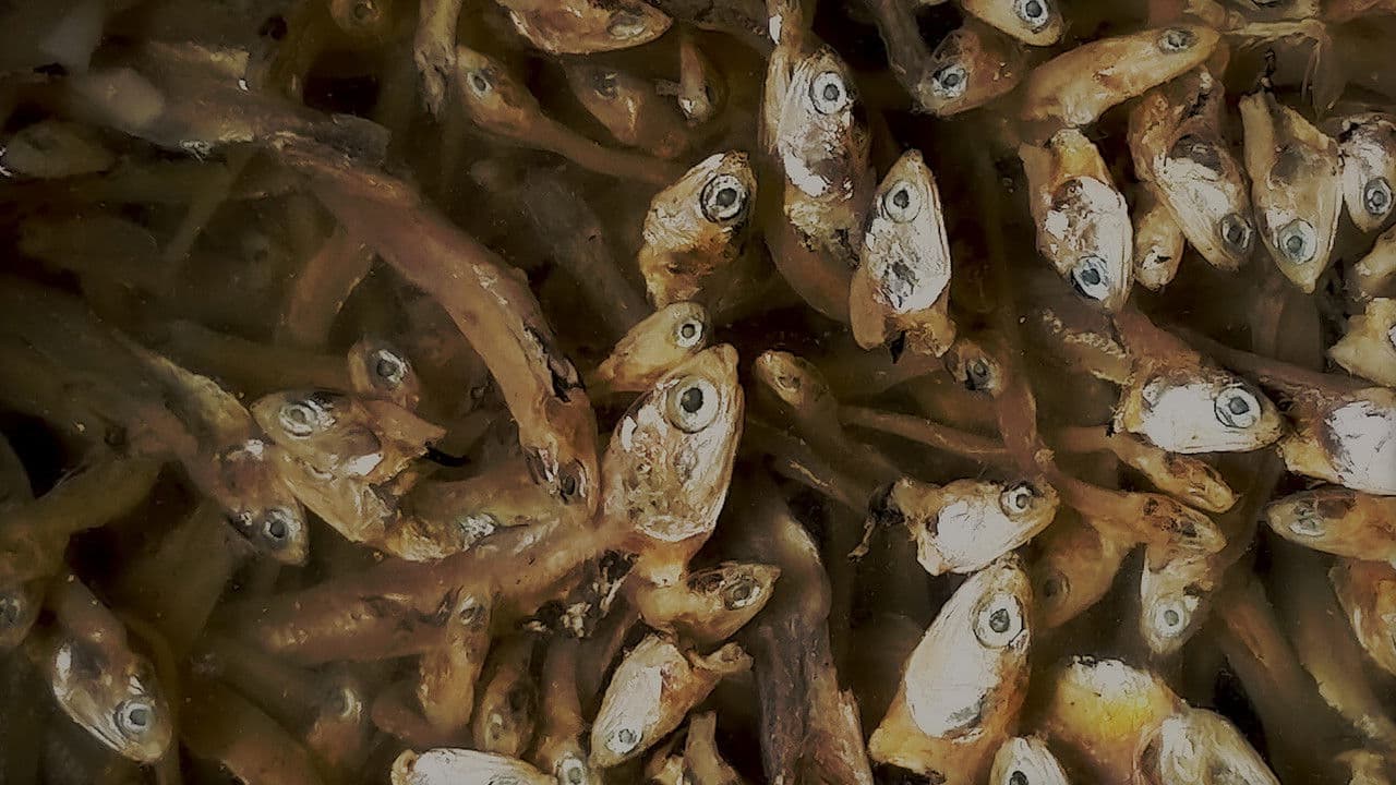 Backdrop – Temimpi Maunjun