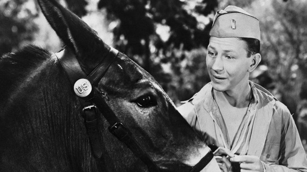 Backdrop – Francis