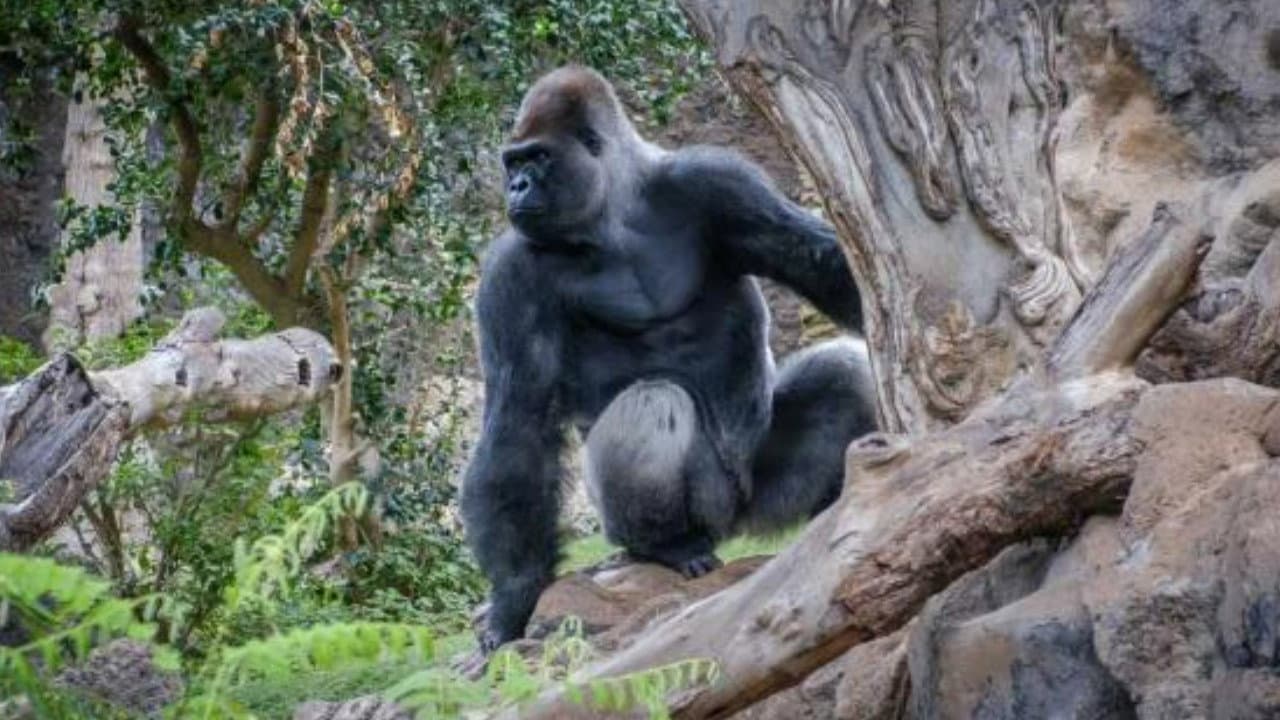 Backdrop – Gorillas: Rumble in the Jungle