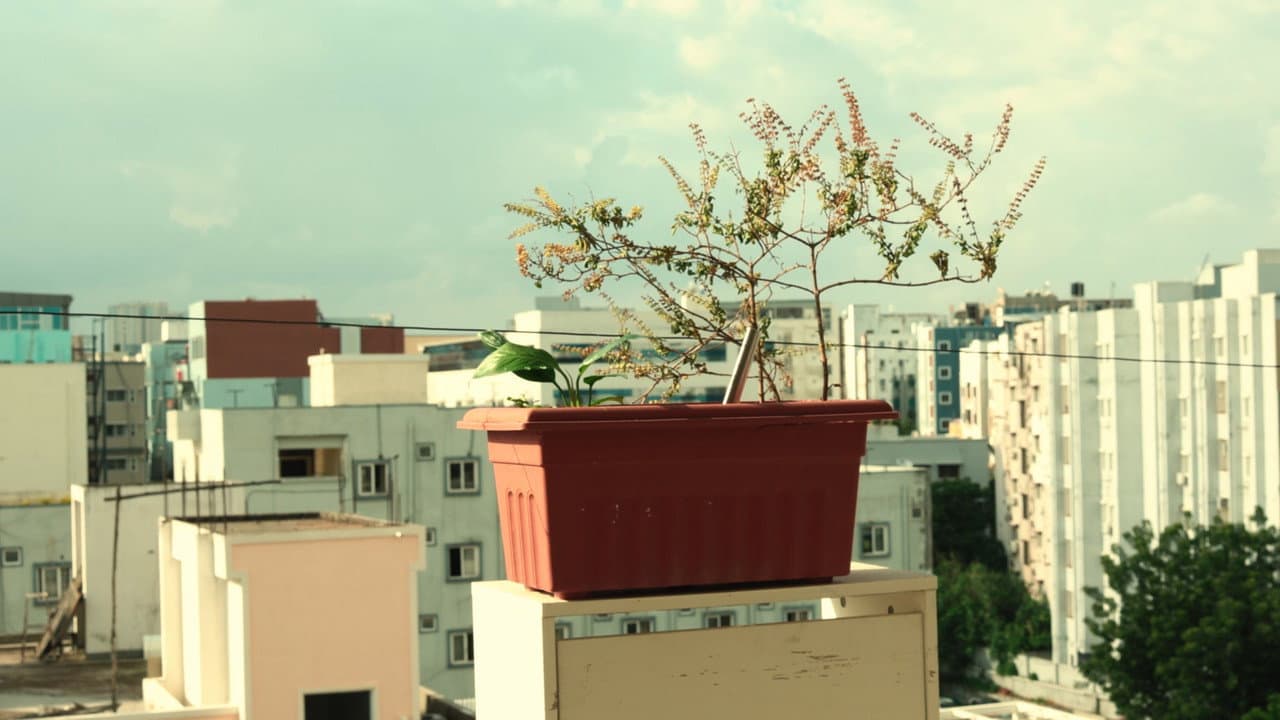 Backdrop – BLOOM