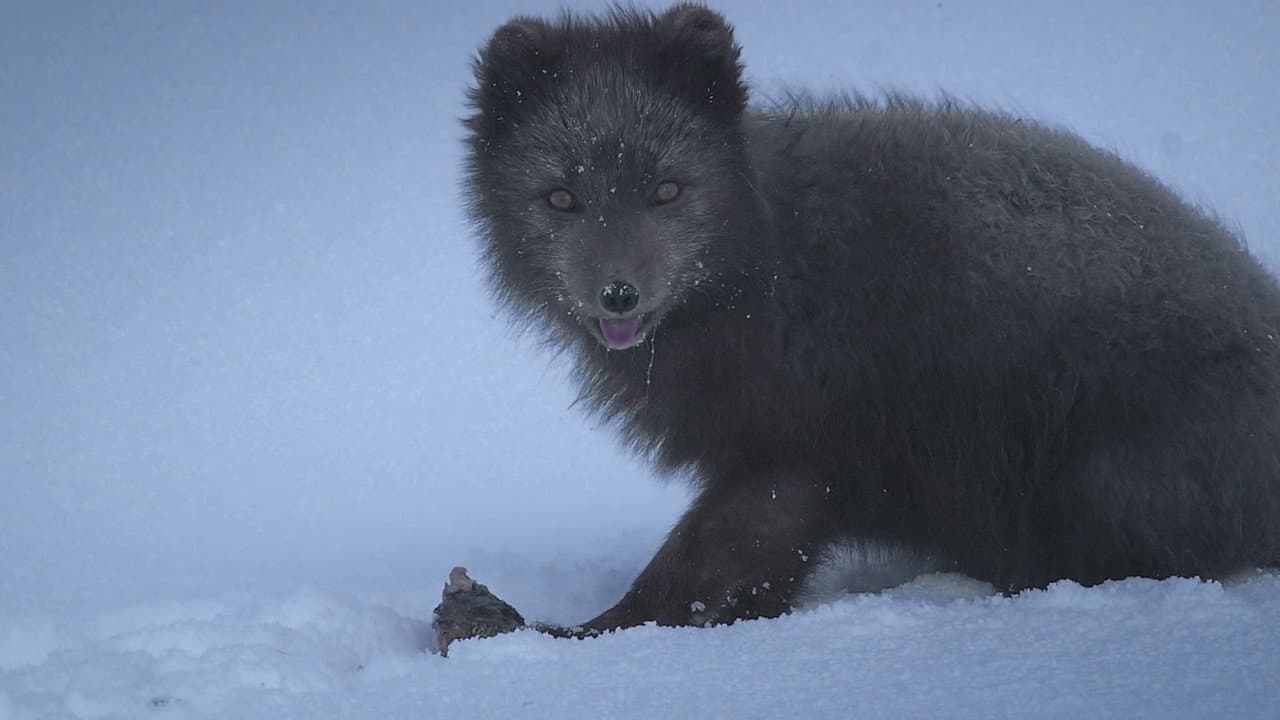 Backdrop – The Arctic Fox: Still Surviving
