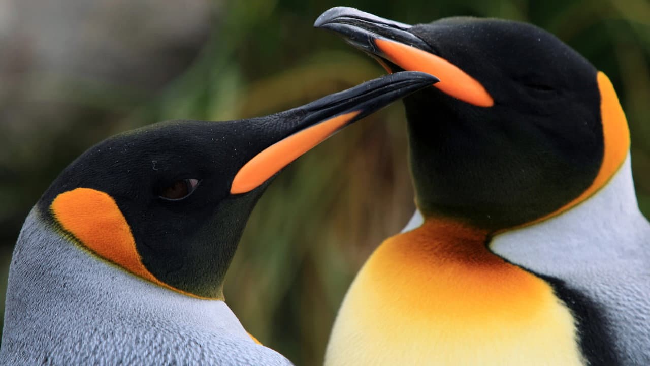 Backdrop – Ein Pinguin kommt selten allein