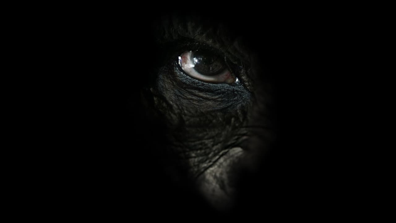 Backdrop – NGOGO - Königreich der Affen