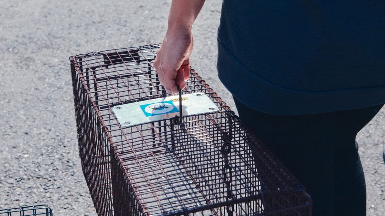 Backdrop – 고양이들의 아파트