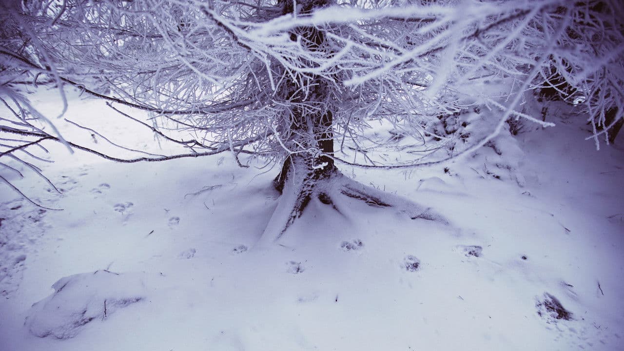 Backdrop – Vlci na hranicích