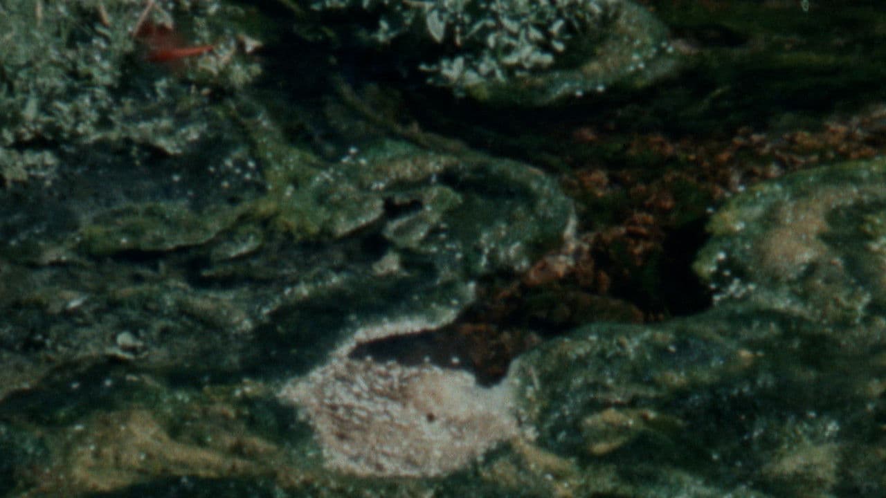 Backdrop – Damp Moss