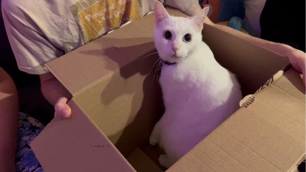 Backdrop – PSA FROM THE VOID