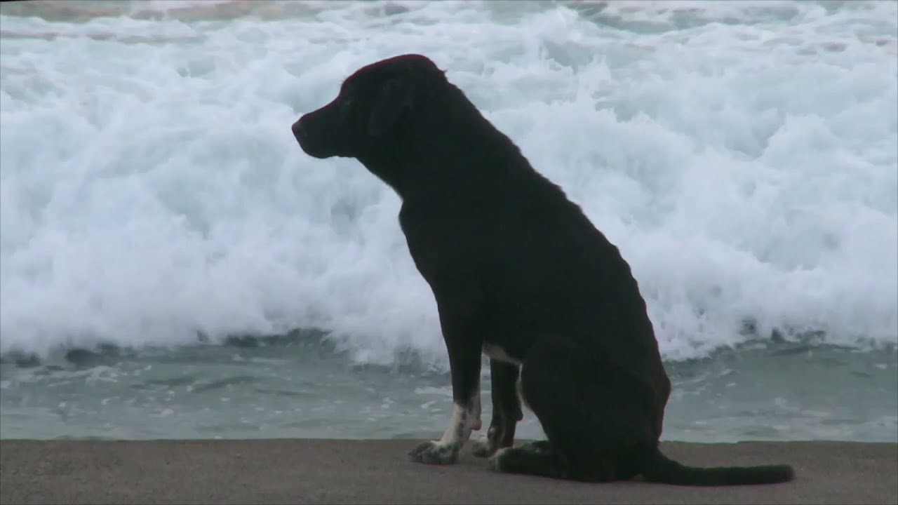 Backdrop – Bali: Island of the Dogs