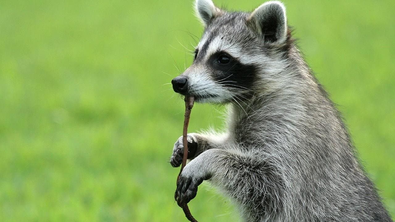 Backdrop – Raccoon: Backyard Bandit