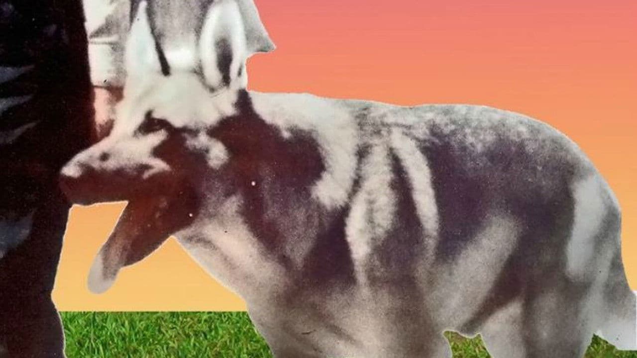 Backdrop – My Dog Shep