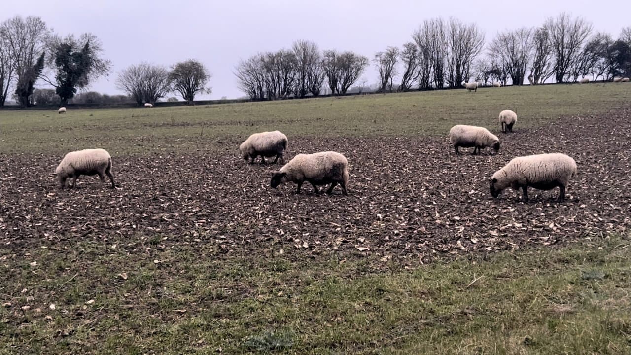 Backdrop – A Field of Sheep