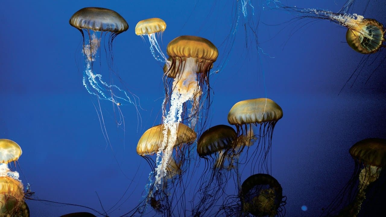 Backdrop – The Living Sea