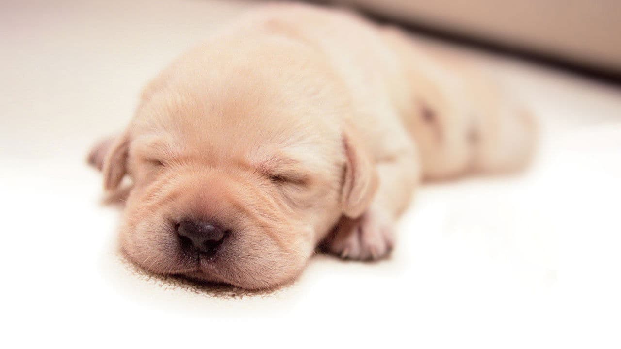 Backdrop – Quill - Ein Freund für´s Leben