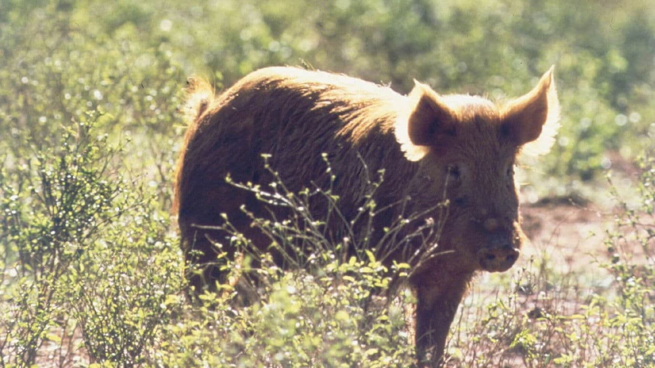 Backdrop – Grisjakten