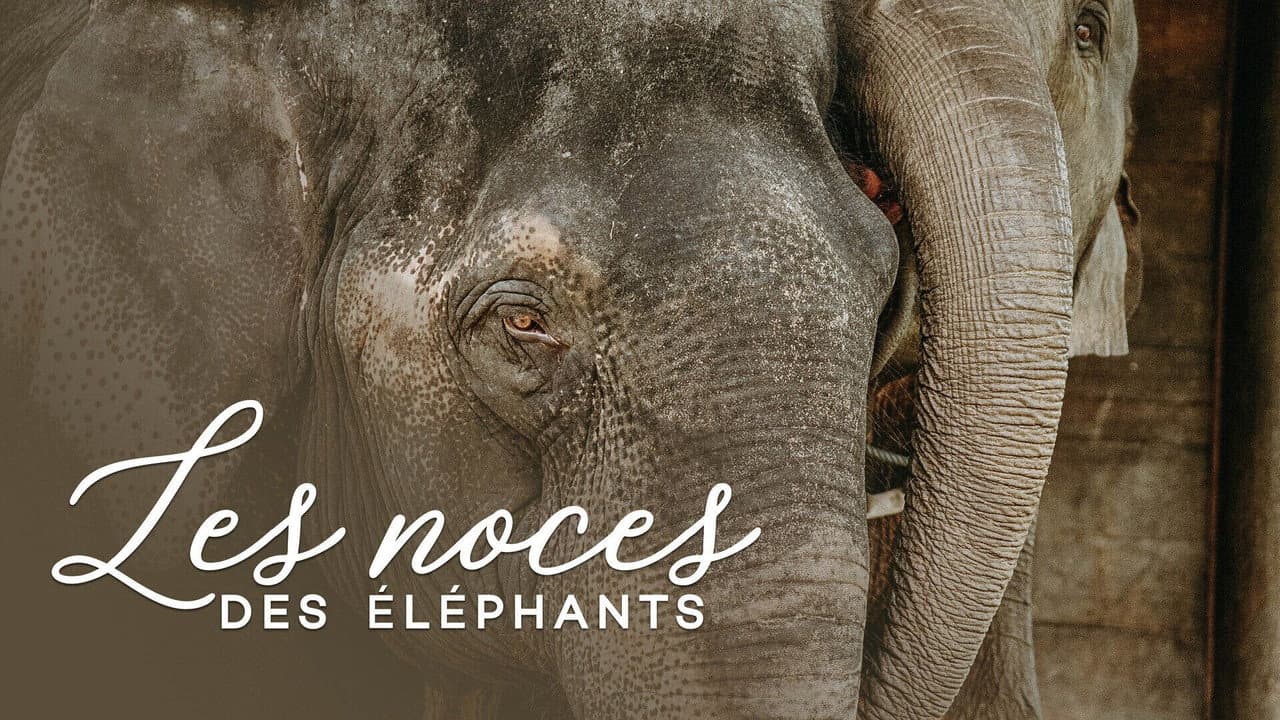 Backdrop – Les noces des éléphants