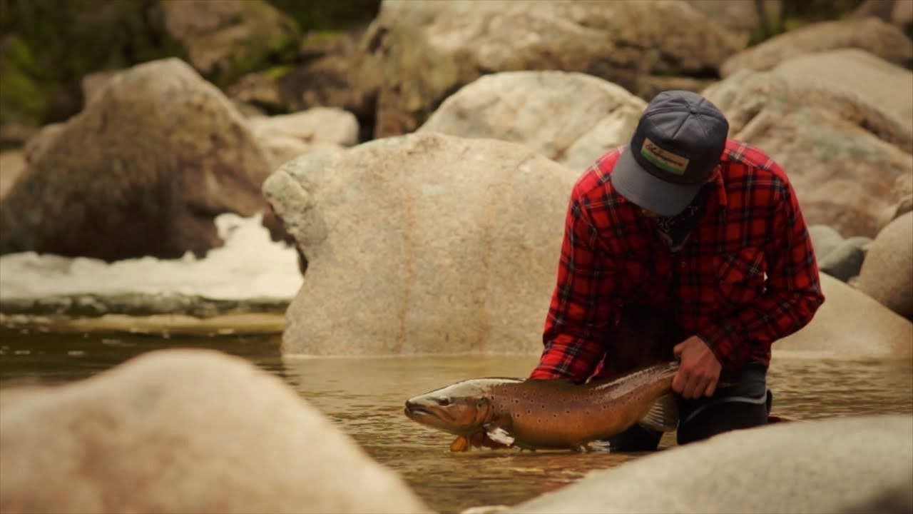 Backdrop – Only the River Knows